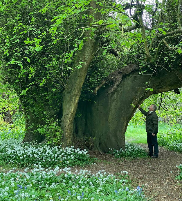 Holker Lime Tree (400 years old)