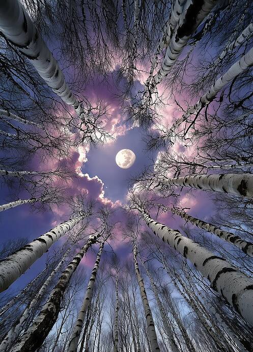 birch moon with purple