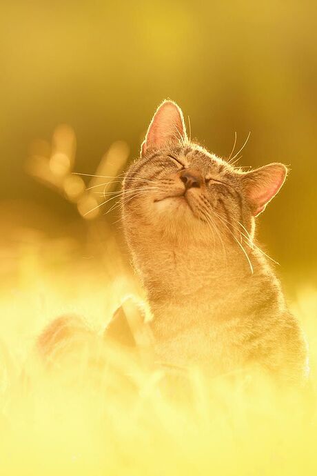 warm sunshine cat