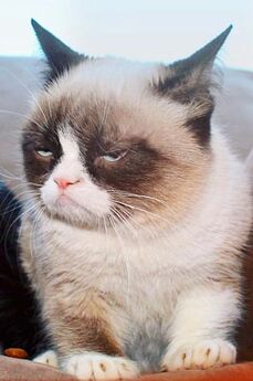 grumpy cat