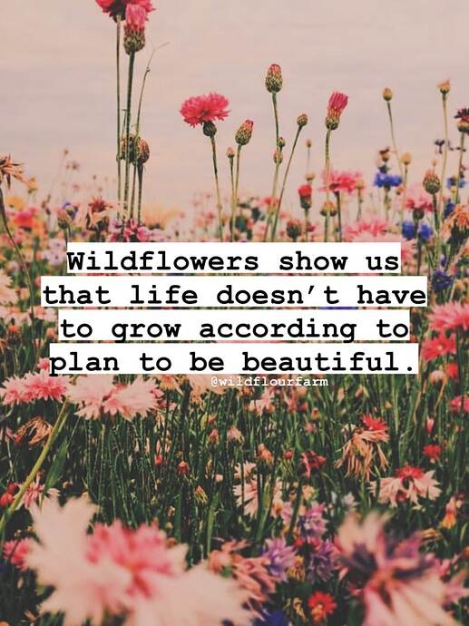 beautiful not according to plan