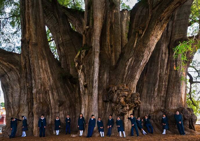 Giant Tree in Mexico