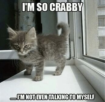 crabby kitten